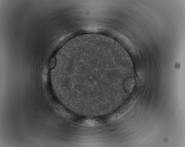 X0000102800596200809150930