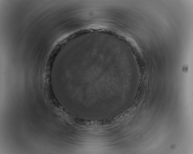 X0000102800920200809150925