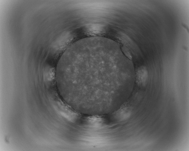 X0000102810284200808181230