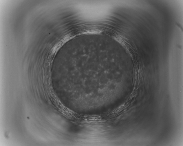 X0000102810337200808181228