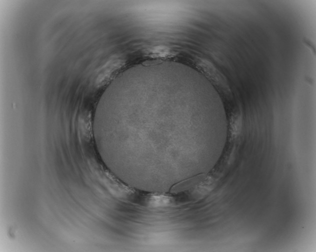 X0000102810376200808181229