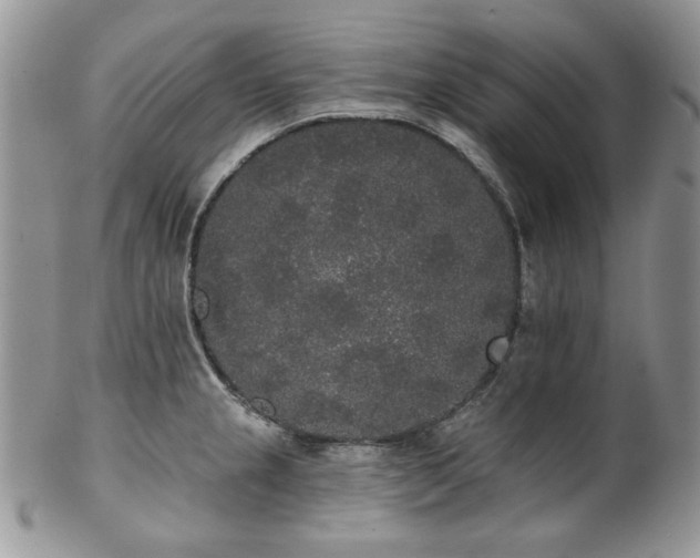 X0000102811237200808181216