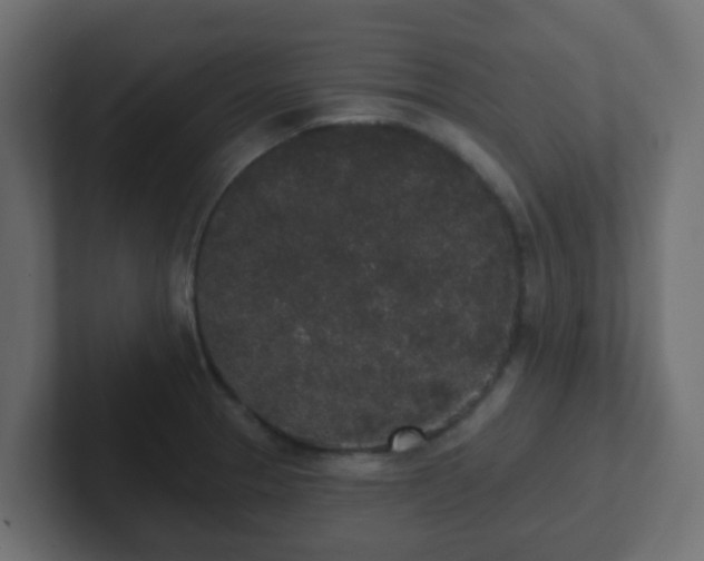 X0000102811329200808251101