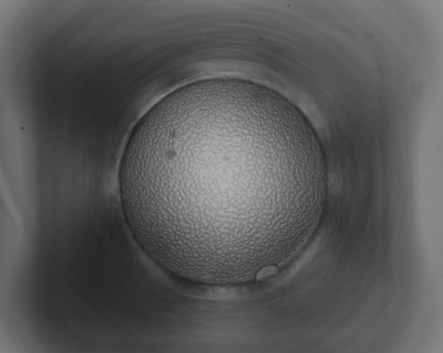 X0000102811521200808251059