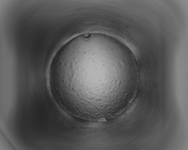 X0000102811525200808251059