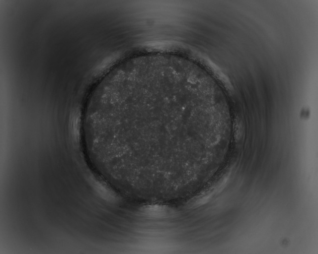 X0000102810637200809081109