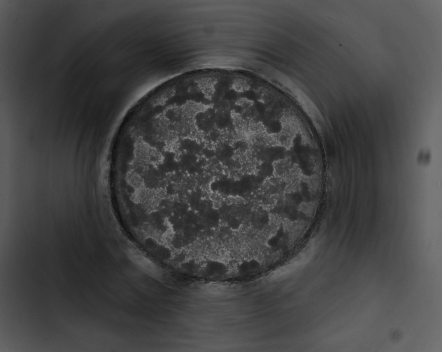 X0000102810779200809081107