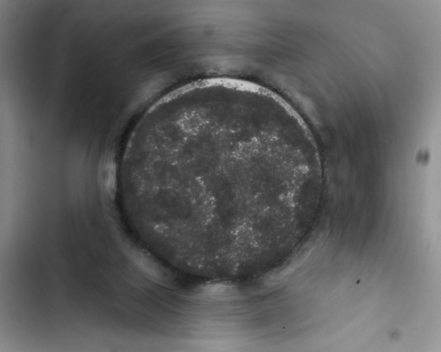 X0000102810067200809151001