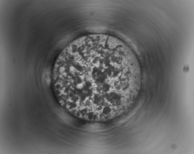 X0000102810069200809151001