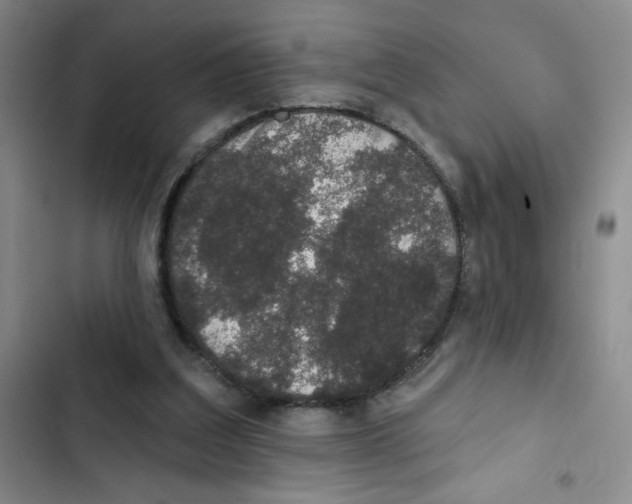 X0000102810203200809150959