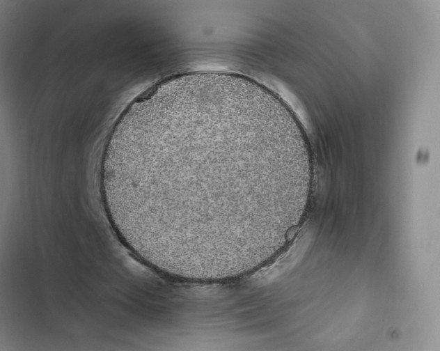 X0000102810385200809150956