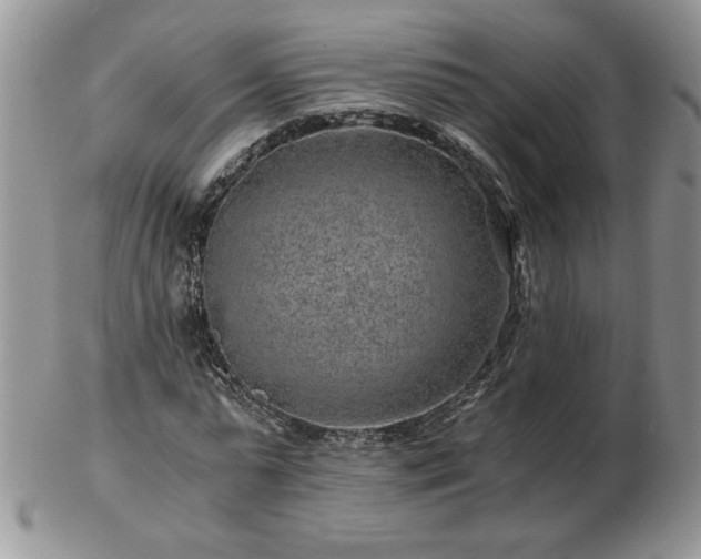 X0000102820775200808251110