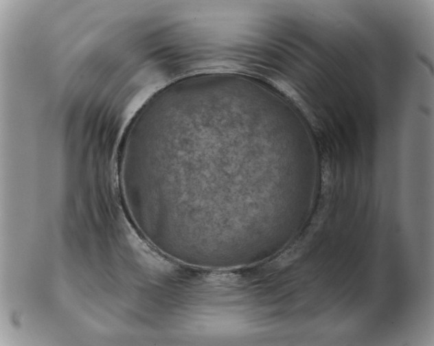 X0000102821466200808251059