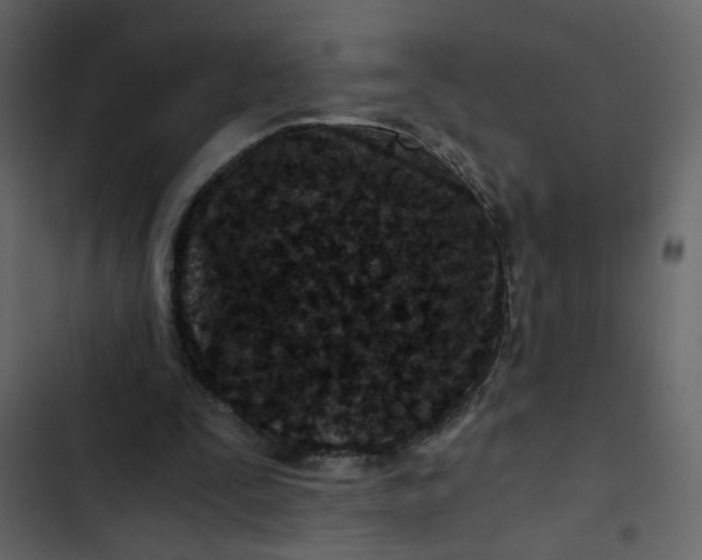X0000102820295200809021257