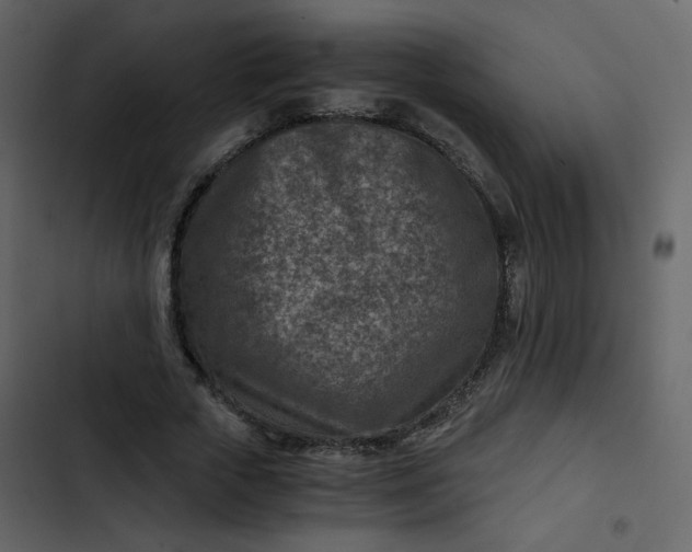 X0000102820729200809021250