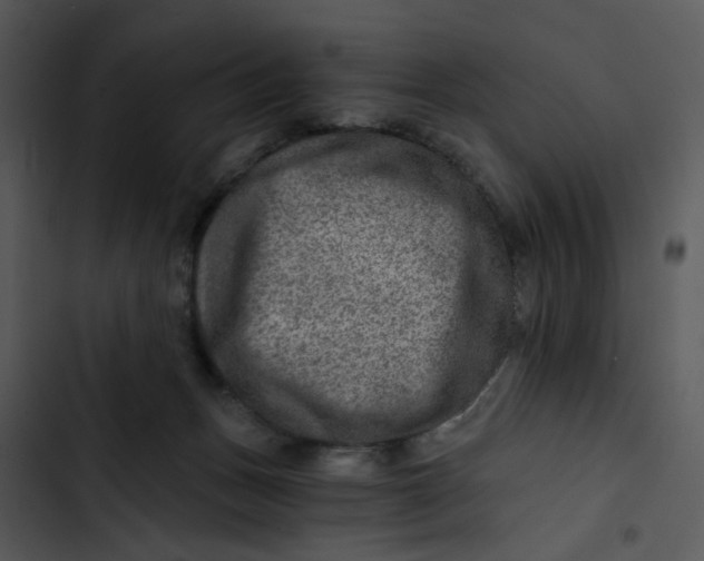 X0000102820175200809081140