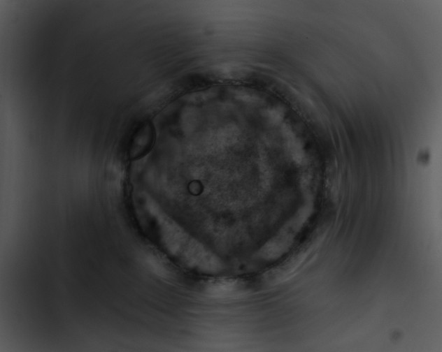 X0000102820235200809081139