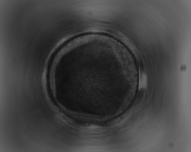 X0000102820387200809081136