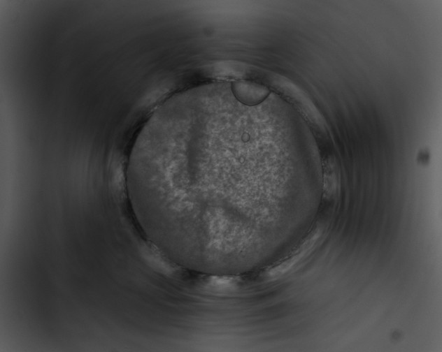 X0000102820573200809081133