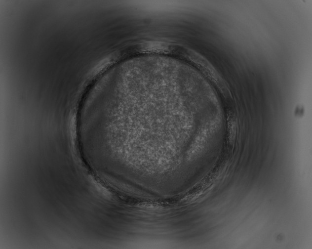 X0000102820729200809081130