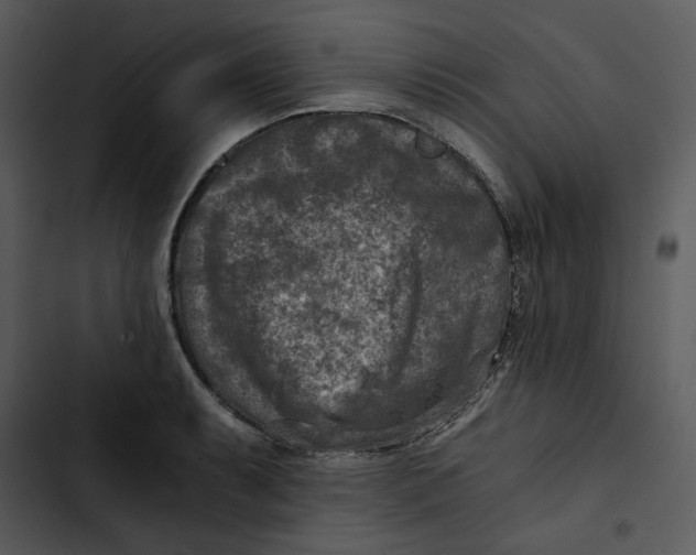 X0000102821087200809081125