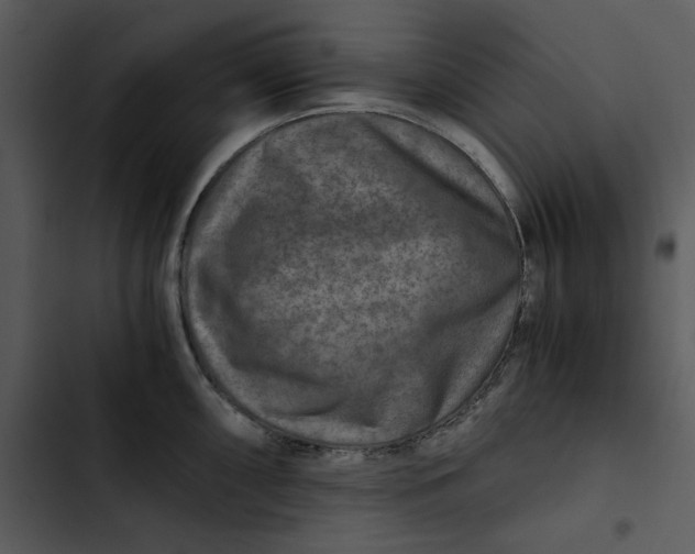 X0000102821098200809081125