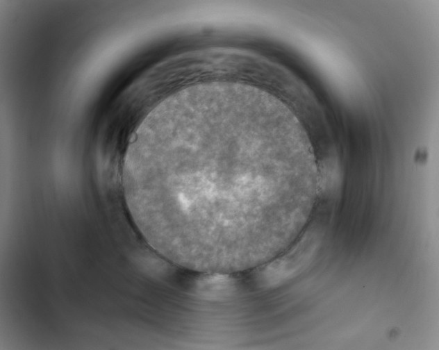 X0000102820431200809151020