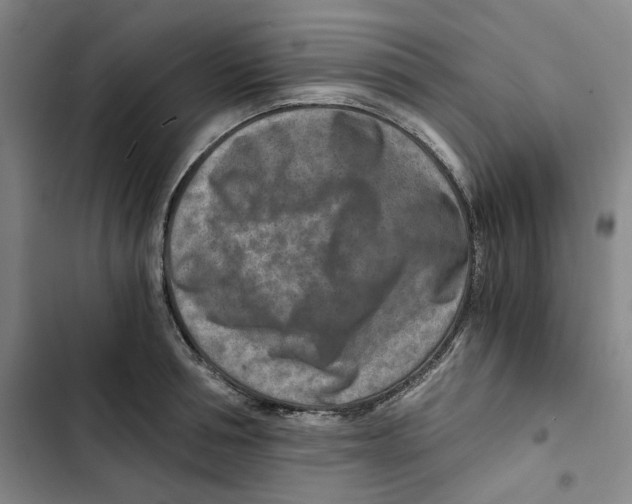 X0000102820994200809151011