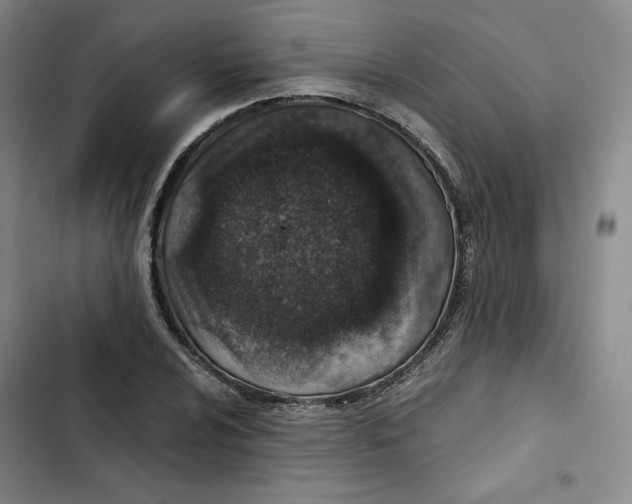 X0000102821024200809151010