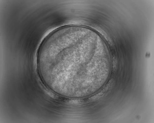 X0000102821078200809151010