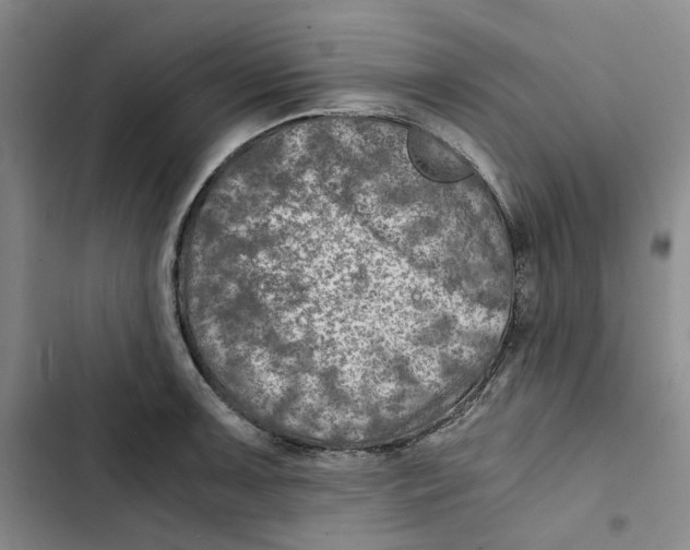 X0000102821091200809151009