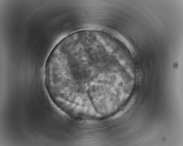 X0000102821095200809151009
