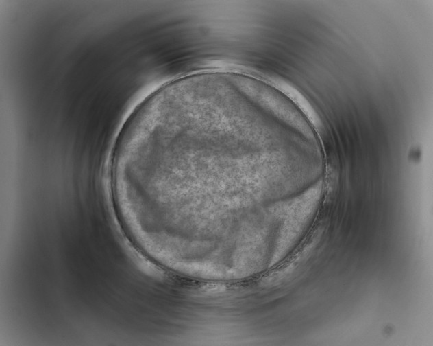 X0000102821098200809151009