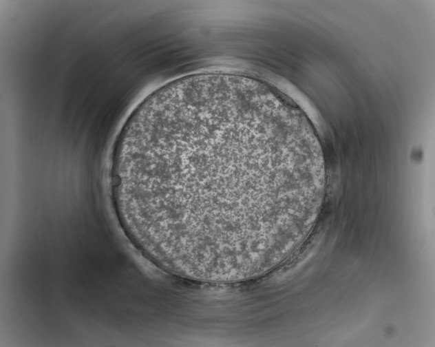 X0000102821099200809151009