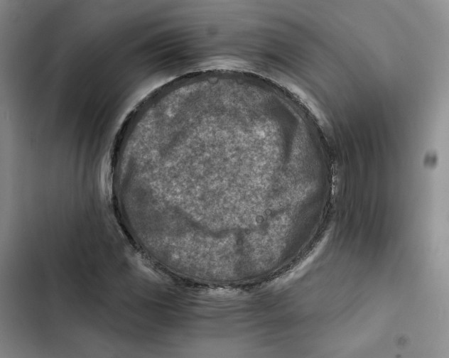 X0000102821117200809151009