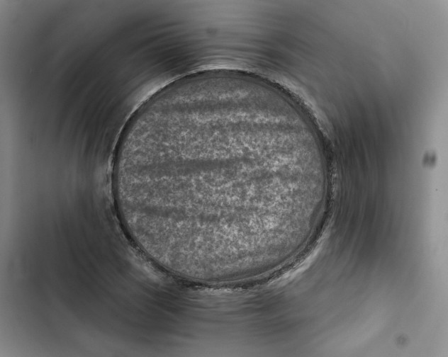X0000102821121200809151009