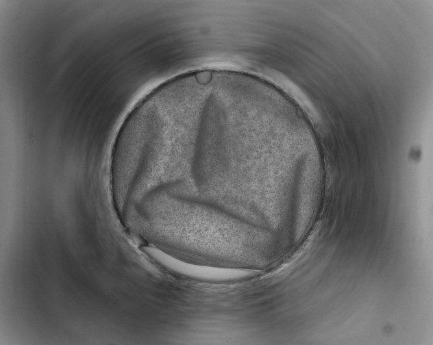 X0000102821240200809151008