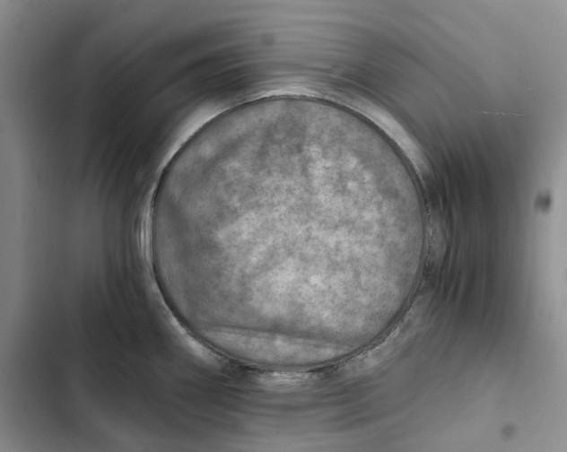 X0000102821290200809151007