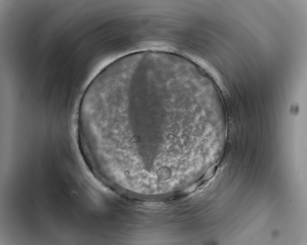 X0000102821383200809151005