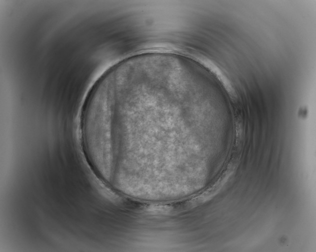 X0000102821466200809151004