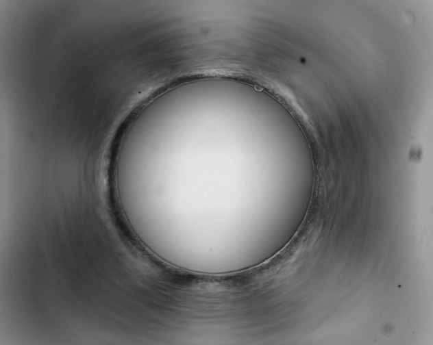 X0000102830299200808181055