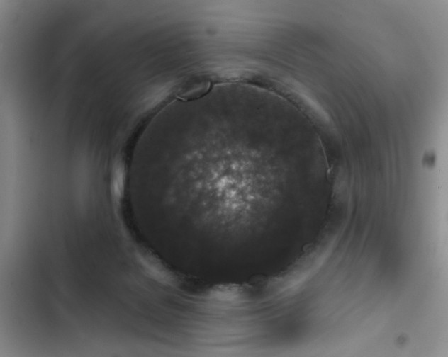 X0000102830076200808181334