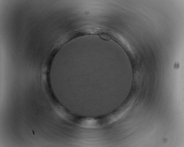 X0000102830217200808181332