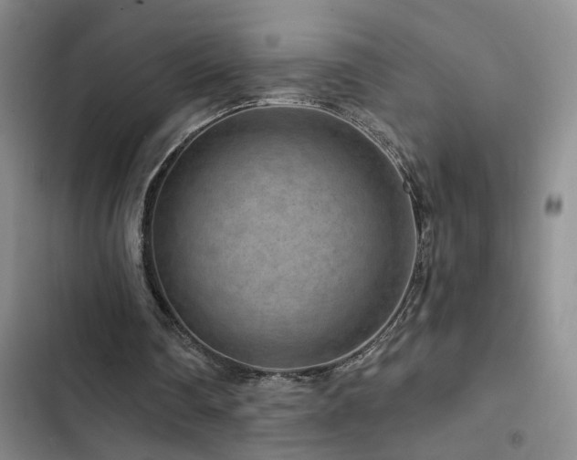 X0000102830290200808181331