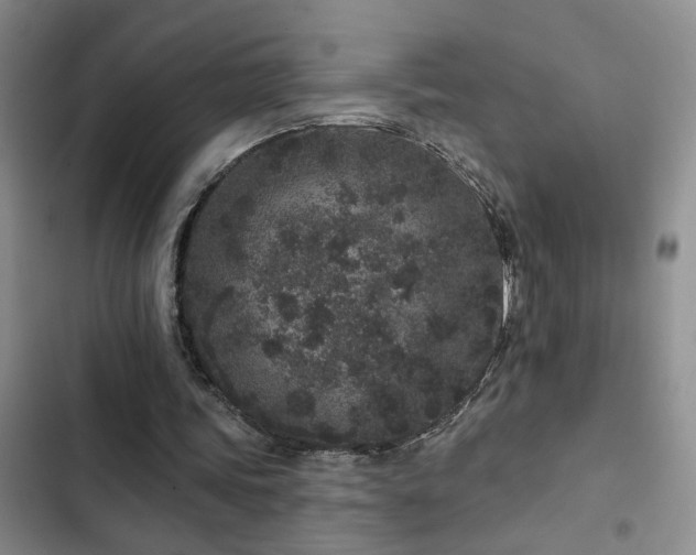 X0000102830339200808181329