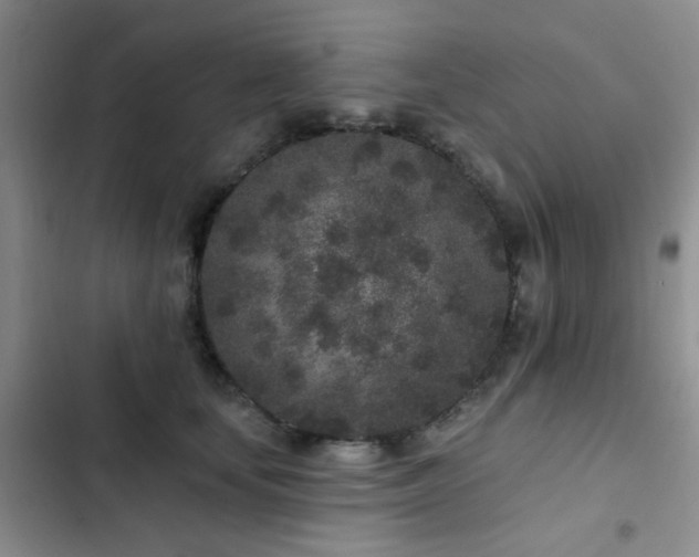 X0000102830659200808181325