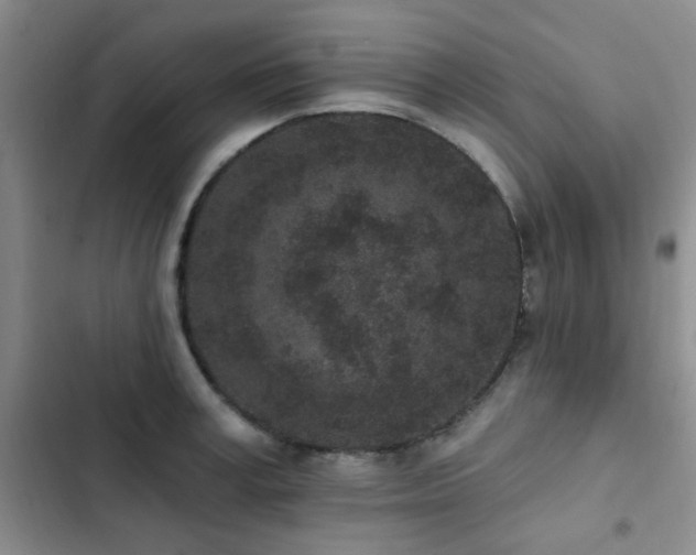 X0000102830995200808181320