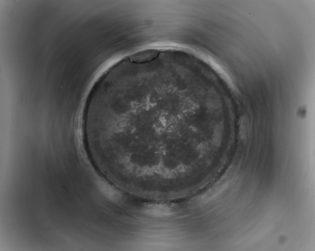 X0000102831229200808181316
