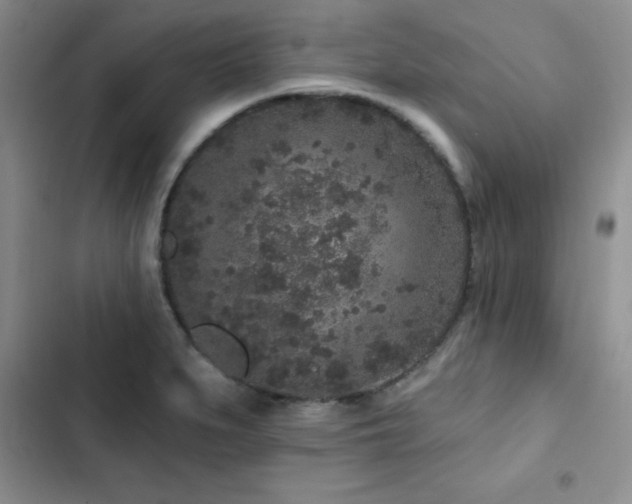 X0000102831279200808181315