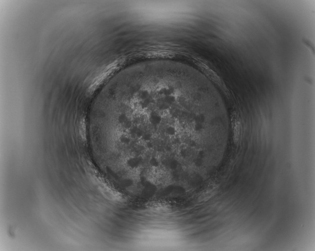 X0000102830729200808251133